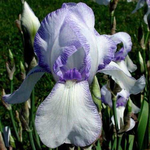 Iris Barbata Alta 