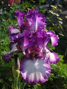 Iris Barbata Alta "Mariposa Autumn" in vaso
