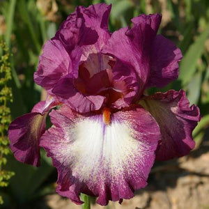 Iris Barbata Alta "Masterplan" in vaso