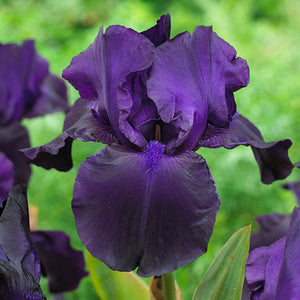 Iris Barbata Alta "Matinata"