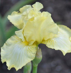 Iris Barbata Intermedia "Maui Moonlight"