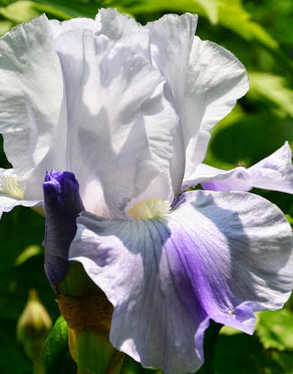 Iris Barbata Alta 