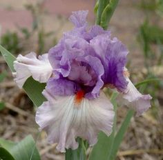 Iris Barbata Alta 