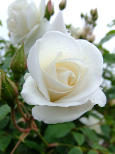 Rosa "Monte Bianco"