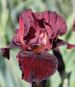 Iris Barbata Intermedia "Morning Show"