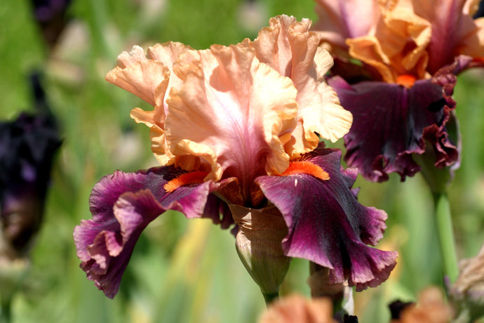 Iris Barbata Alta 