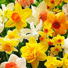 Carica l'immagine nel visualizzatore di Gallery, Narcissus mix di colori
