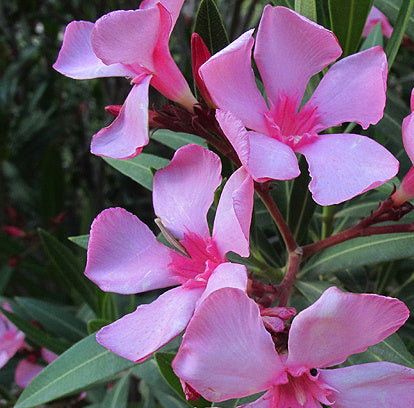 Nerium Oleander