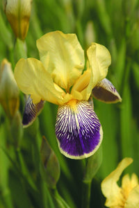 Iris Barbata Alta "Nibelungen"