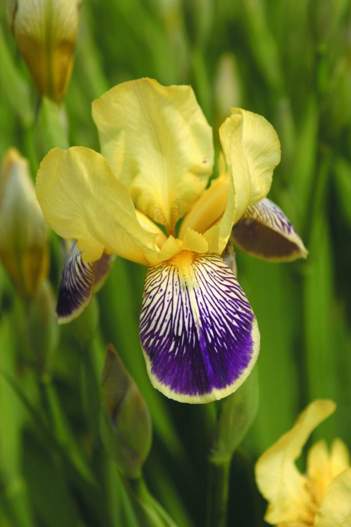 Iris Barbata Alta 