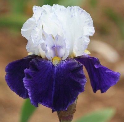 Iris Barbata Alta 