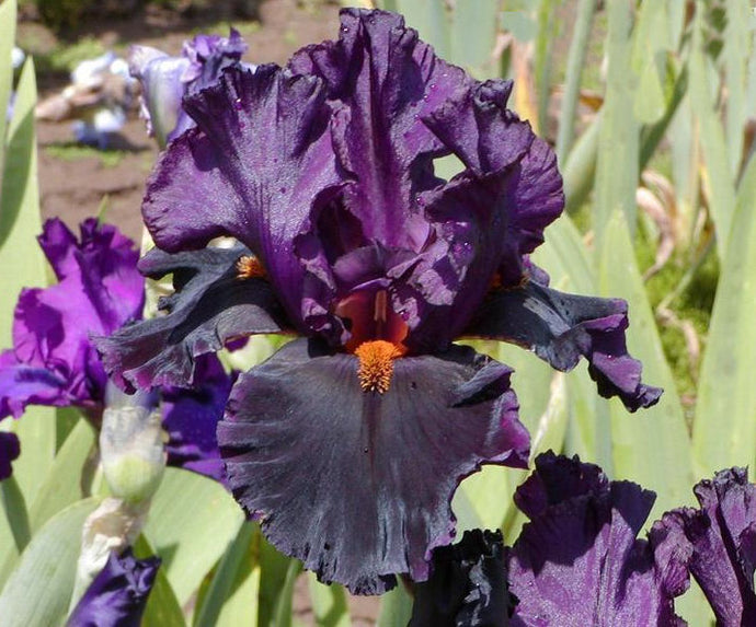Iris Barbata Alta 