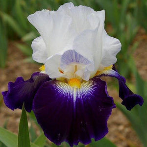 Iris Barbata Alta "Noctambule" in vaso