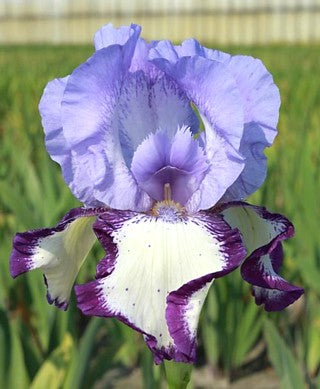 Iris Barbata Alta 