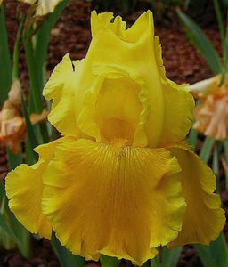 Iris Barbata Alta "Oro Vecchio"