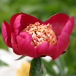 Paeonia Lactiflora "Nippon Beauty"