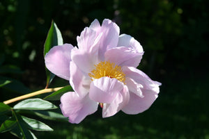 Paeonia Lactiflora "Nymphe"