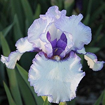 Iris Barbata Alta 