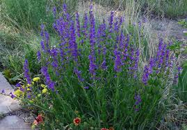 Penstemon Strictus 