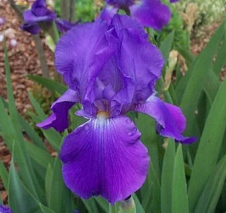 Iris Barbata Alta  