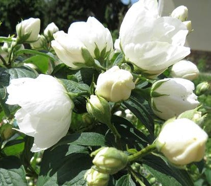 Philadelphus 