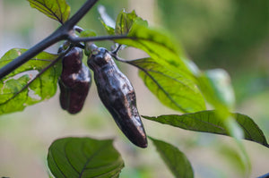 Peperoncino "Pimenta da Neyde"