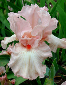 Iris Barbata Alta "Pink Attraction" in vaso