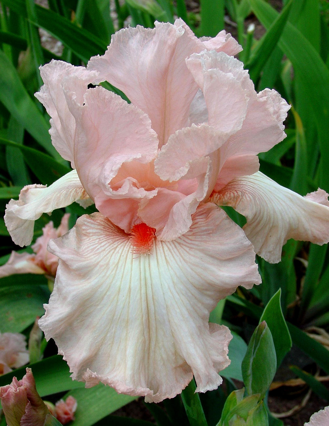 Iris Barbata Alta 