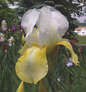 Iris Barbata Alta "Pinnacle" in vaso