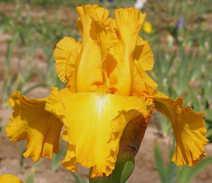 Iris Barbata Alta 