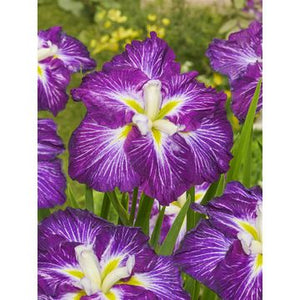 Iris Ensata "Jell-O"
