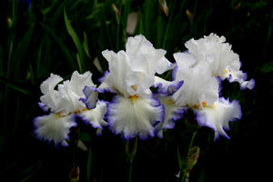 Iris Barbata Alta "Queen's Circle" in vaso