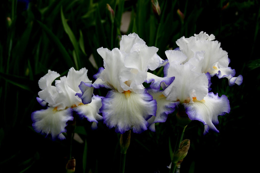 Iris Barbata Alta 