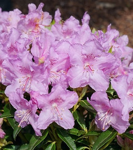 Rhododendron "Robert Seleger"