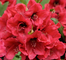 Carica l&#39;immagine nel visualizzatore di Gallery, Rhododendron &quot;Red Devil&quot;
