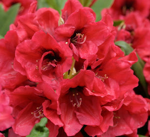 Rhododendron "Red Devil"