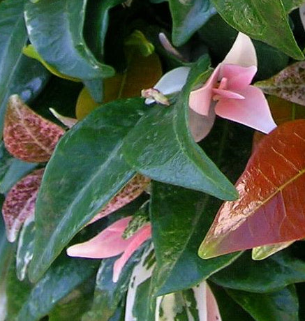 Rhyncospermum Jasminoides Variegatum