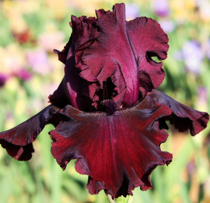 Iris Barbata Alta 