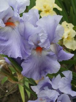 Iris Barbata Alta 