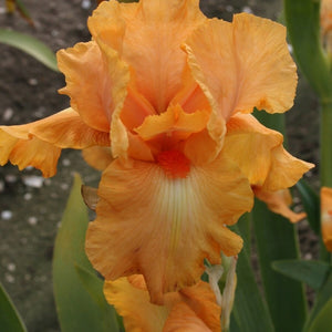 Iris Barbata Alta "Robusto"