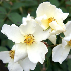 Rosa "Kew Gardens"
