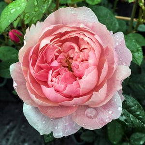 Rosa "The Alnwick Rose"