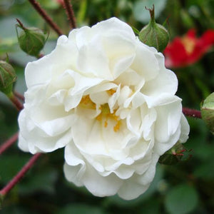 Rosa "White Knock Out"