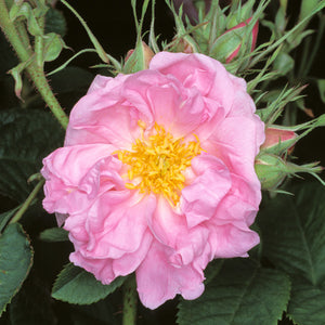 Rosa "York and Lancaster"