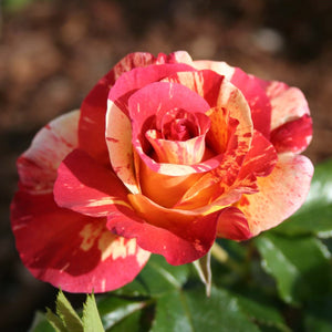 Rosa "Alfred Sisley"