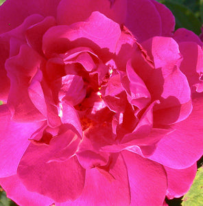 Rosa "A Parfum de l'Hay"