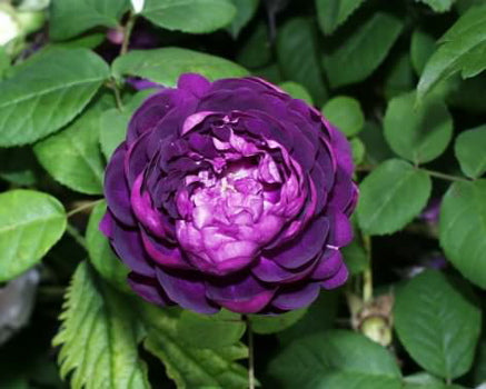 Rosa 