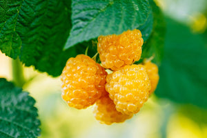 Rubus Ideaus (Lampone) "Fallgold"