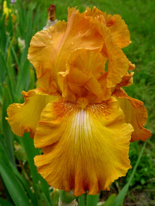 Iris Barbata Alta "Rustic Cedar"