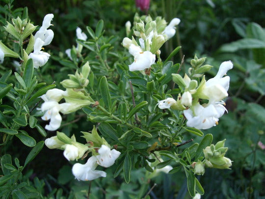 Salvia Greggii Alba